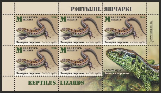 ящерка прыткая